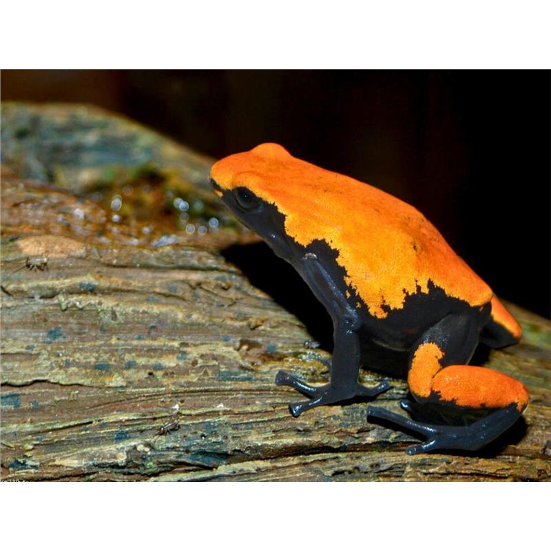 Broasca Adelphobates galactonotus (Poison Dart Frog) - imagine 3